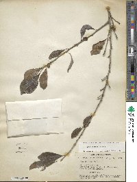 Ilex decidua image