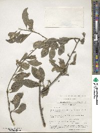 Ilex decidua image