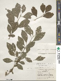 Ilex decidua image