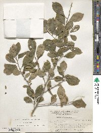 Ilex decidua image