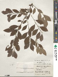 Ilex decidua image