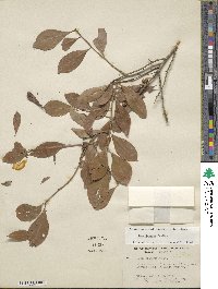 Ilex decidua image