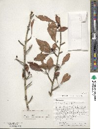 Ilex decidua image