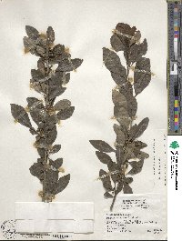 Ilex decidua image