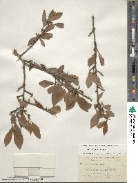 Ilex decidua image