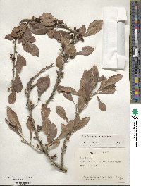 Ilex decidua image