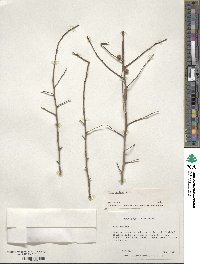 Ilex decidua image