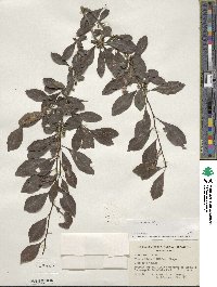 Ilex decidua image