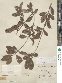 Ilex decidua image