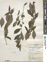 Ilex decidua image