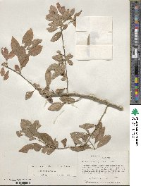 Ilex decidua image