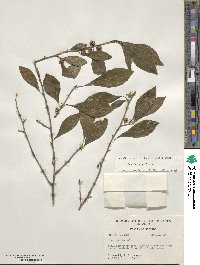 Ilex decidua image