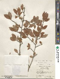 Ilex decidua image