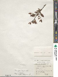 Ilex decidua image