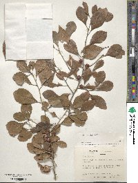 Ilex decidua image