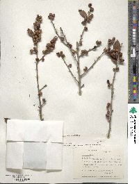 Ilex decidua image