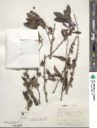 Ilex decidua image