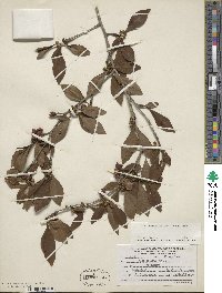 Ilex decidua image