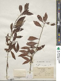 Ilex decidua image