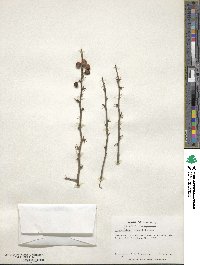 Ilex decidua image