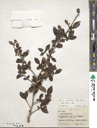 Ilex decidua image