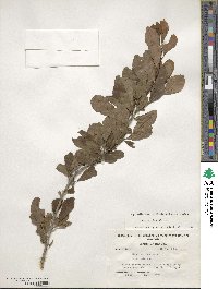 Ilex decidua image