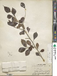 Ilex decidua image