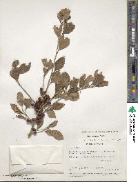 Ilex decidua image