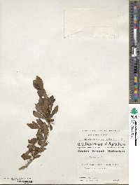 Ilex decidua image