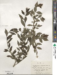 Ilex decidua image