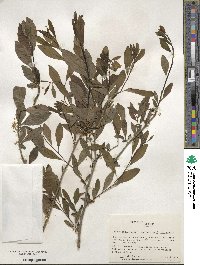 Ilex decidua image