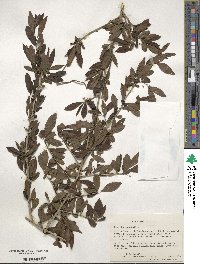 Ilex decidua image