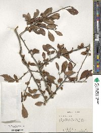 Ilex decidua image