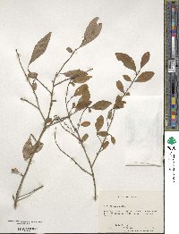 Ilex decidua image