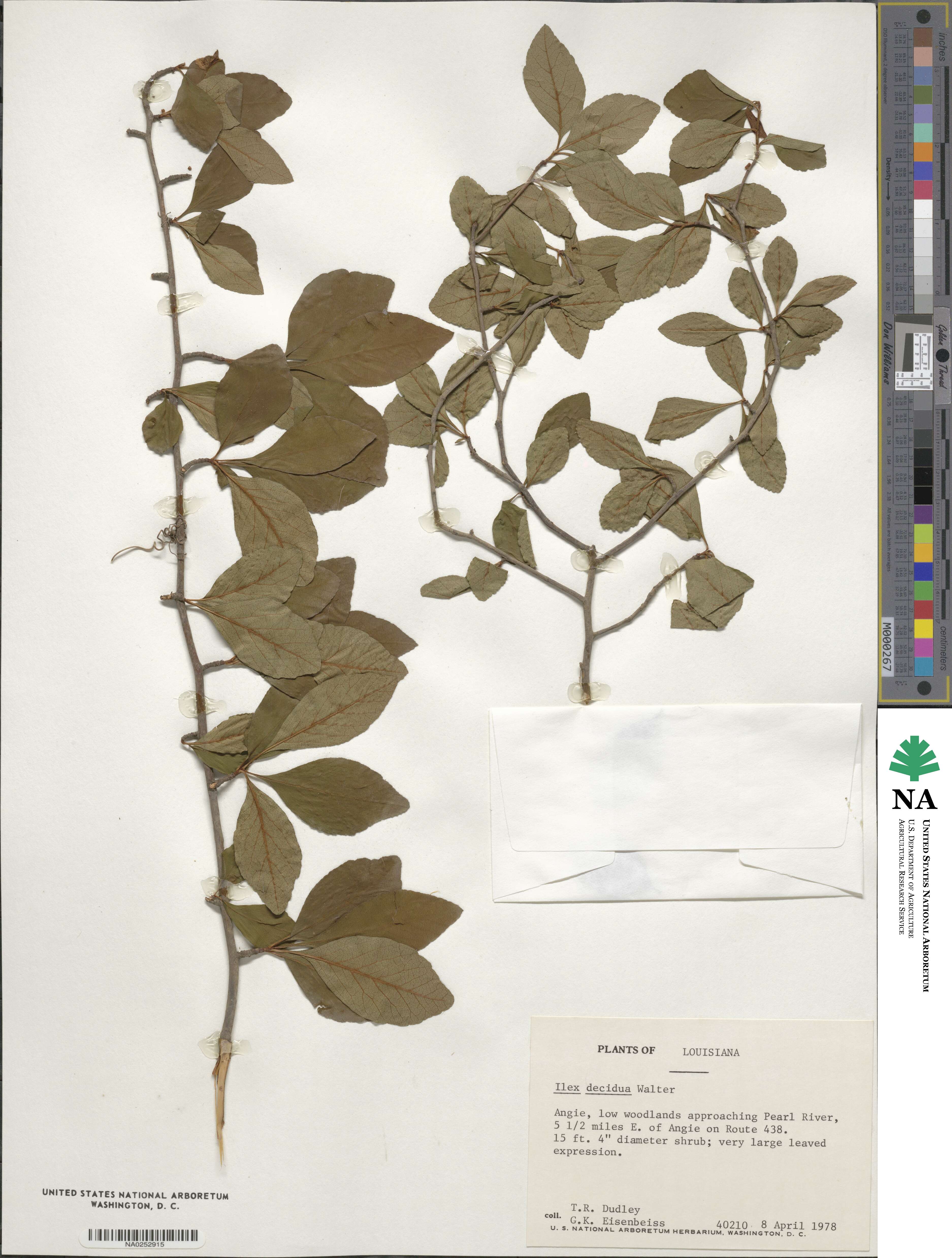 Ilex decidua image