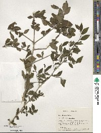 Ilex decidua image