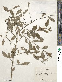 Ilex decidua image