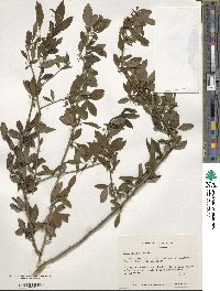 Ilex decidua image