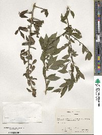 Ilex decidua image