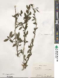 Ilex decidua image