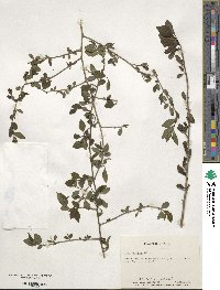 Ilex decidua image