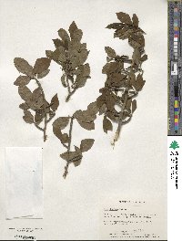 Ilex decidua image