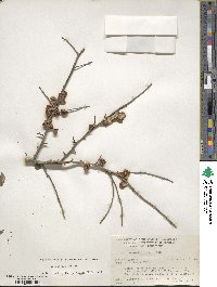 Ilex decidua image