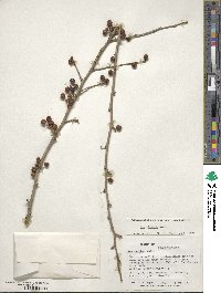 Ilex decidua image