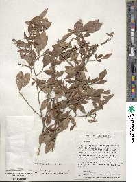 Ilex decidua image