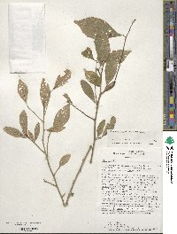 Ilex decidua image