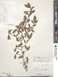 Ilex decidua image