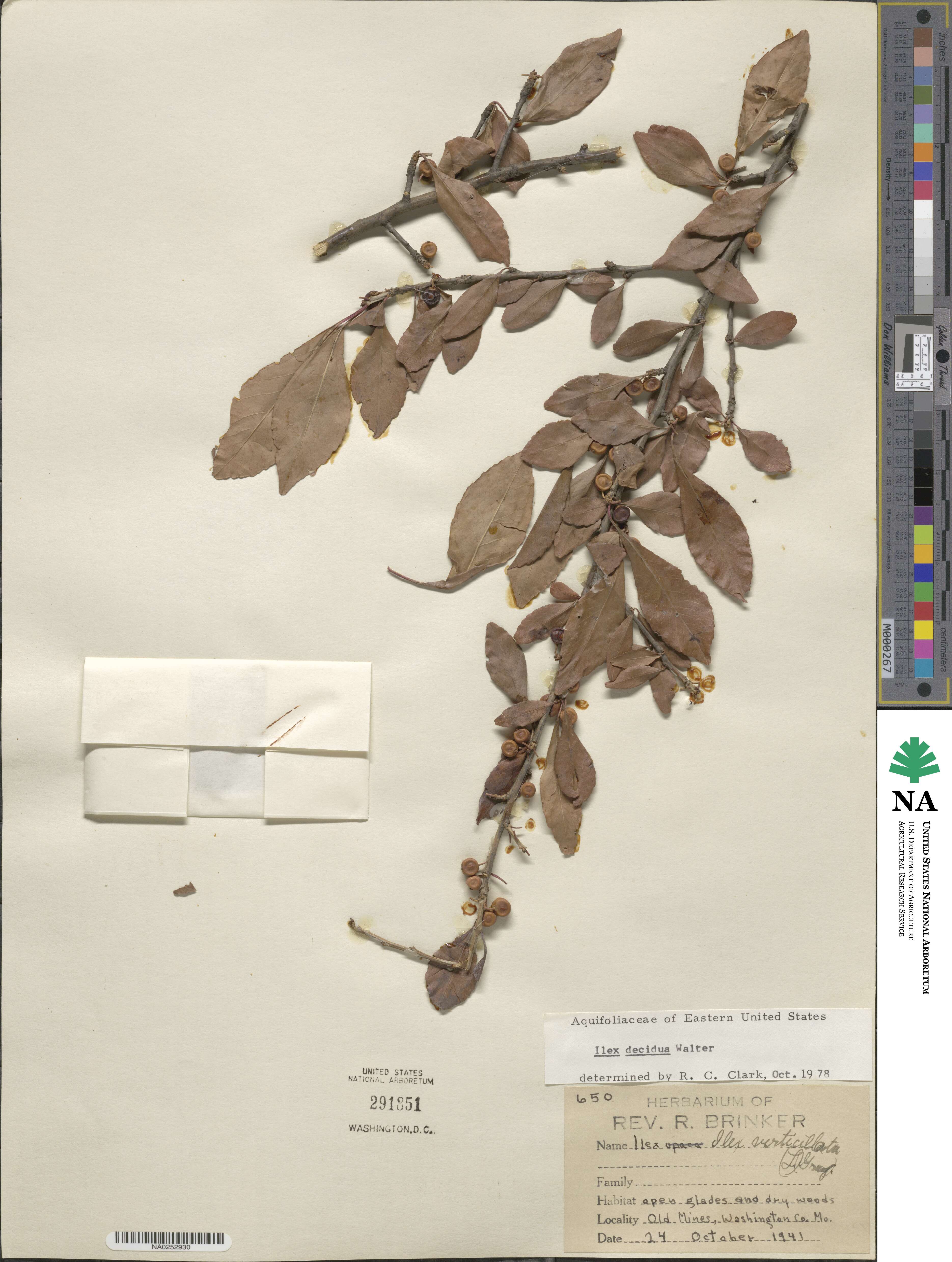 Ilex decidua image