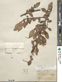 Ilex decidua image