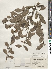 Ilex decidua image